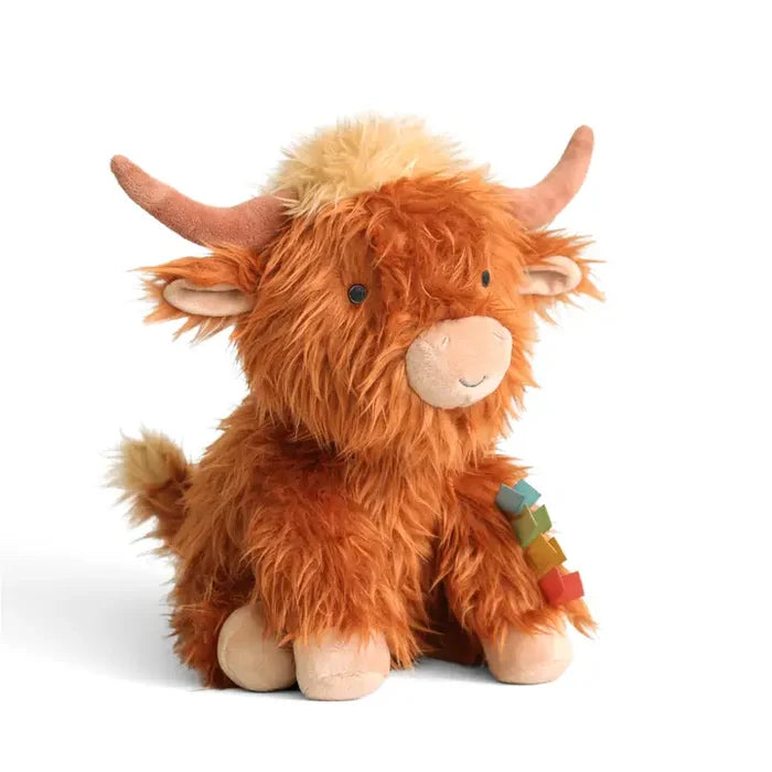 Highland Cow